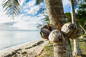 Images Dated 20th June 2011: Haa'apai, Haapai, islands, Tonga, South Pacific