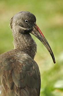 Images Dated 6th September 2011: Hadada Ibis, Samburu National Game Reserve, Kenya, Africa