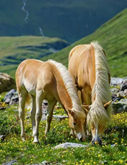 Otztal Valley Prints: Haflinger Horse on its mountain pasture (Shieling) in the Otztal Alps (Obergurgl)