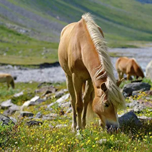 Images Dated 17th June 2022: Haflinger Horse on its mountain pasture (Shieling) in the Otztal Alps (Obergurgl)