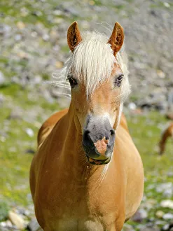 Prints of Haflinger horse on its mountain pasture (Shieling) in the Otztal Alps (Obergurgl, Rotmoostal). Austria, Tyrol Images Dated 2022 May: Haflinger horse on its mountain pasture (Shieling) in the Otztal Alps (Obergurgl)