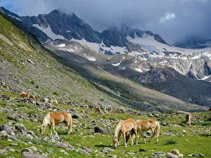 Prints of Haflinger horse on its mountain pasture (Shieling) in the Otztal Alps (Obergurgl, Rotmoostal). Austria, Tyrol Images Dated 2022 May: Haflinger horse on its mountain pasture (Shieling) in the Otztal Alps (Obergurgl)