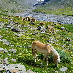 Prints of Haflinger horse on its mountain pasture (Shieling) in the Otztal Alps (Obergurgl, Rotmoostal). Austria, Tyrol Images Dated 2022 May: Haflinger horse on its mountain pasture (Shieling) in the Otztal Alps (Obergurgl)