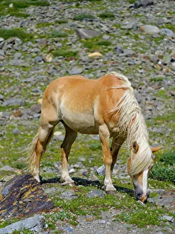 Prints of Haflinger horse on its mountain pasture (Shieling) in the Otztal Alps (Obergurgl, Rotmoostal). Austria, Tyrol Images Dated 2022 May: Haflinger horse on its mountain pasture (Shieling) in the Otztal Alps (Obergurgl)