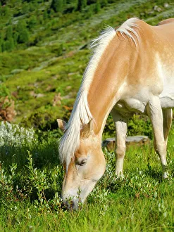 Prints of Haflinger horse on its mountain pasture (Shieling) in the Otztal Alps in the Rofen Valley near Vent. Austria, Tyrol Images Dated 2022 May: Haflinger horse on its mountain pasture (Shieling) in the Otztal Alps in the Rofen Valley near Vent