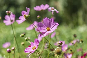 Tajikistan Prints: Haft Kul, Sughd Province, Tajikistan. Purple daisies in the mountains of Tajikistan