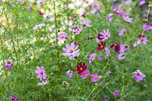 Haft Kul, Sughd Province, Tajikistan. Purple daisies in the mountains of Tajikistan