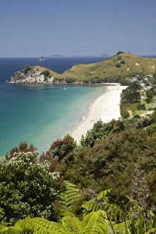 Images Dated 17th December 2009: Hahei, Coromandel Peninsula, North Island, New Zealand