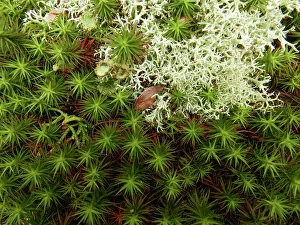 Images Dated 15th November 2023: Haircap or polytrichum moss and cladonia lichen (also reindeer moss')