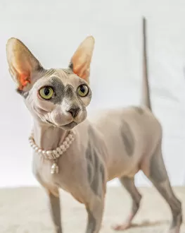 Nature, hairless sphinx cat wearing pearls poses portrait