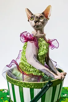 Sphinx Prints: A hairless sphinx cat wearing pearls poses for a portrait (PR)