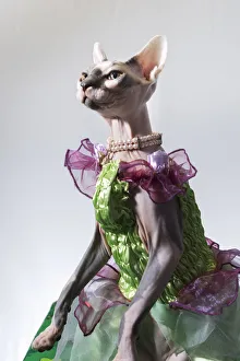 Images Dated 4th March 2016: A hairless sphinx cat wearing pearls poses for a portrait (PR)