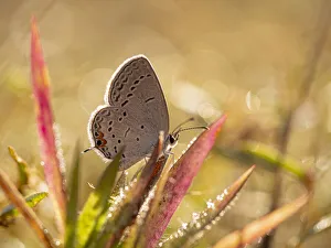 Missouri Prints: Hairstreak butterfly and dew. Wildcat Glade, Joplin, Missouri