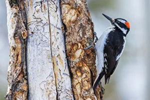 Images Dated 23rd November 2021: Hairy woodpecker