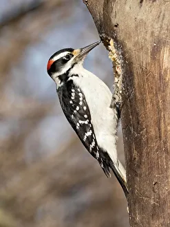 Images Dated 2022 August: Hairy Woodpecker, Pennsylvania, USA