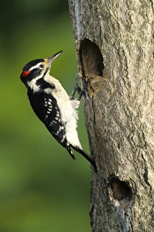 Cavity Nester Prints: Hairy Woodpecker (Picoides villosus) male at nest cavity, Marion Co. Illinois