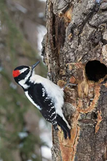 Animals Collection: Hairy Woodpecker, winter survivor