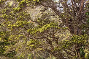 Hakalau Prints: Hakalau Forest National Wildlife Refuge, Big Island, Hawaii