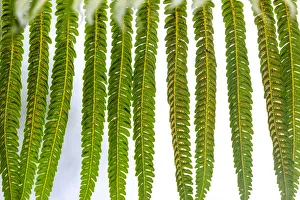 Images Dated 7th February 2016: Hakalau Forest National Wildlife Refuge, Big Island, Hawaii