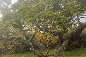 Hakalau Forest National Wildlife Refuge, Big Island, Hawaii
