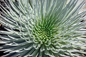 Haleakala silversword, Maui, Hawaii, USA