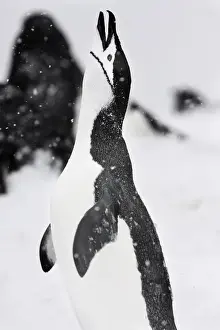 Communication Prints: Half Moon Island, Antarctica. Chinstrap Penguin Calls Out