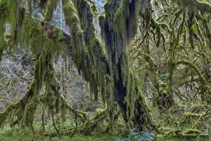 Hall of Mosses in the Hoh Rainforest of Olympic National Park, Washinton, USA
