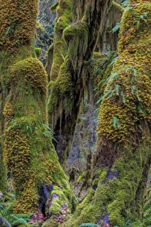 Moss Prints: Hall of Mosses in the Hoh Rainforest of Olympic National Park, Washington State, USA