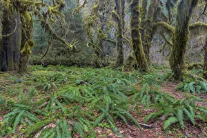 Hall of Mosses in the Hoh Rainforest of Olympic National Park, Washington State, USA
