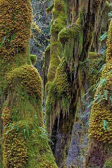 Mossy Prints: Hall of Mosses in the Hoh Rainforest of Olympic National Park, Washington State, USA