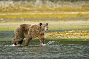 Bead Prints: Hallo Bay, Katmai National Park, Alaska, Brown bear, or Coastal Grizzly Bear, Ursus arctos