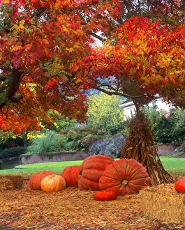 Halloween Prints: Halloween decorations of pumkins and corn stalks in front of a home
