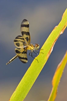 South Texas Prints: Halloween Pennant (Celithemis fasciata) juvenile, perched on cattail leaf in a marsh