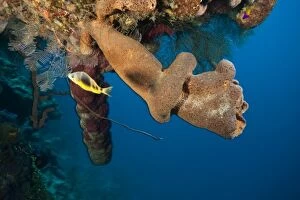 Images Dated 8th March 2007: hamlet and Branching Vase Sponge (Callyspongia vaginalis), Caribbean Scuba Diving