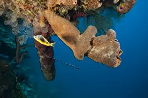 Bay Islands Prints: hamlet and Branching Vase Sponge (Callyspongia vaginalis), Caribbean Scuba Diving