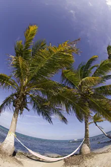 Images Dated 9th May 2004: hammock, Turneffe Caye, Belize