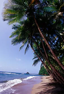 Images Dated 20th January 2006: Hampstead beach, Northern coast, Dominica, Caribbean
