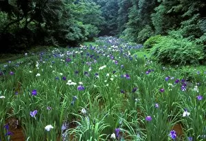 Images Dated 11th July 2007: Hana Shobu (Japanese Water Iris), Meiji Shrine, Tokyo, Japan