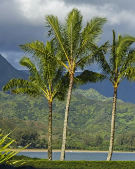 Hanalei Bay, Hawaii, Kauai, Pacific, Palm Trees