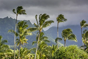 Hawaii Prints: Hanalei Bay, Hawaii, Kauai, Palm Trees