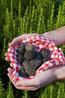 Expensive Prints: Hands holding a Summer black truffles (Tuber aestivum), and rosemary behind, M. R