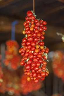 Images Dated 27th July 2016: Hanging grape tomatoes, Tenuta Tannoja, Andria, Italy, Europe
