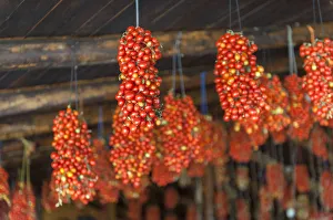 Bunch Prints: Hanging grape tomatoes, Tenuta Tannoja, Andria, Italy, Europe