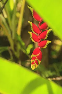 Hanging Heliconia. Hawaiian Tropical Botanical Gardens, near Hilo, Big Island, Hawaii