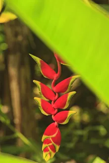 Botanical Prints: Hanging Heliconia. Hawaiian Tropical Botanical Gardens, near Hilo, Big Island, Hawaii
