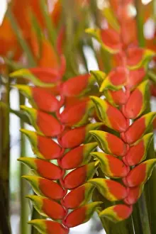 Pretty Prints: Hanging Heliconia, Weekly Tuesday fruit & vegetable market