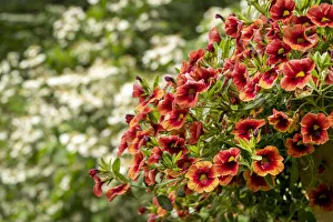 Hanging planters of Calibrachoa, or Million Bells or Trailing Petunia