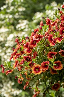 Images Dated 3rd July 2021: Hanging planters of Calibrachoa, or Million Bells or Trailing Petunia