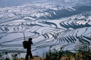 Terraced Prints: Hani girl carrying basket with rice terrace, Yuanyang, Yunnan Province, China (MR)
