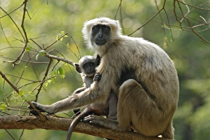 Holding Prints: Hanuman Langoor and Young one, Corbett National Park, India